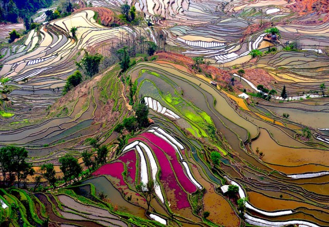 campos colgantes arroz china
