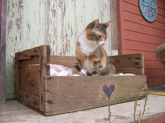 reciclar palets de madera - cajón para mascotas