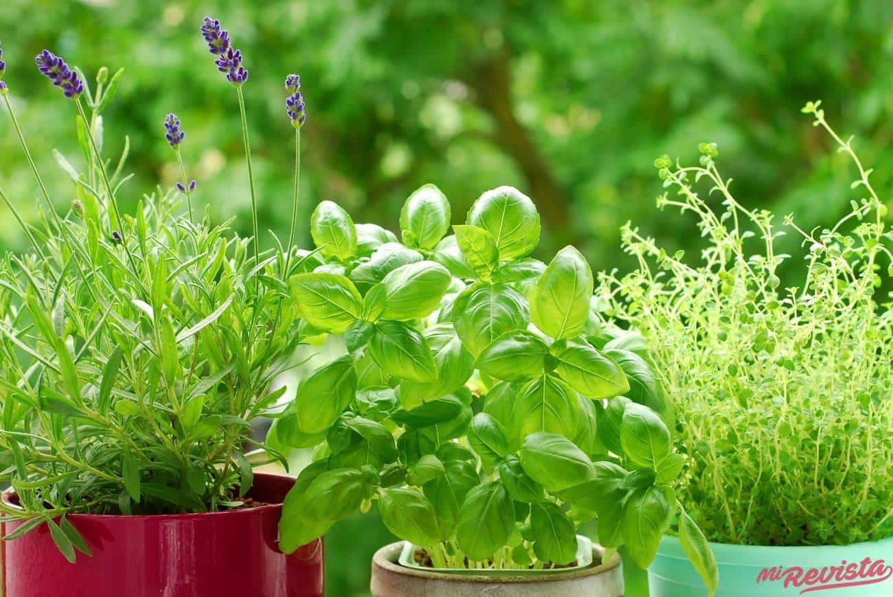 albahaca y otras hierbas