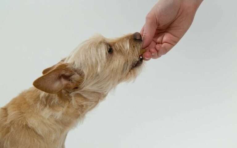 Supermercados donde es más barato comprar comida de perro