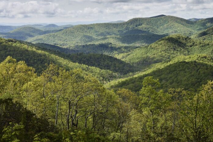 El documental Forested Future invita a reconectar con el mundo natural y los grandes bosques del planeta