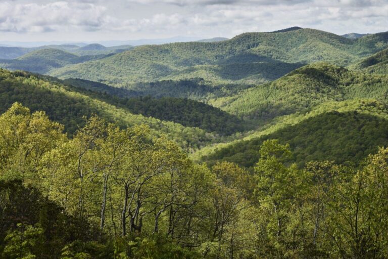 Futuro Boscoso: Redescubriendo nuestra conexión con la naturaleza
